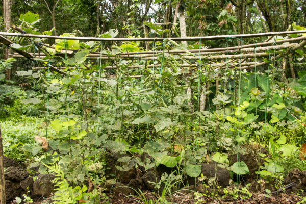huerta luna garantia agroecologica red de guardianes de semillas ecuador